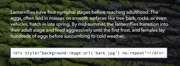 Text describing the life cycle of the spotted lanternfly overlaid on a darkened background image of tree bark, which is mentioned in the text as being a place lanternflies lay eggs. Code shows the background image is placed a div, not an actual image, and the text hides most of the image, essentially making it decorative.