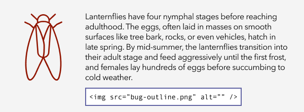 A layout with a simple icon of a generic bug with wings, and text about the spotted lanternfly's life cycle. Code indicates this image has a null alt marking it as decorative, since describing the image doesn't add any new information.