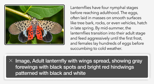 A layout with a photo and text about the spotted lanternfly's life cycle. A screen reader dialog reads the alt text of the photo, which contains visual details not present in the paragraph text, adult lanternfly with wings spread, showing gray forewings with black spots and bright red hind wings patterned with black and white.