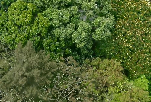 Gaussian splat layer of vegetation